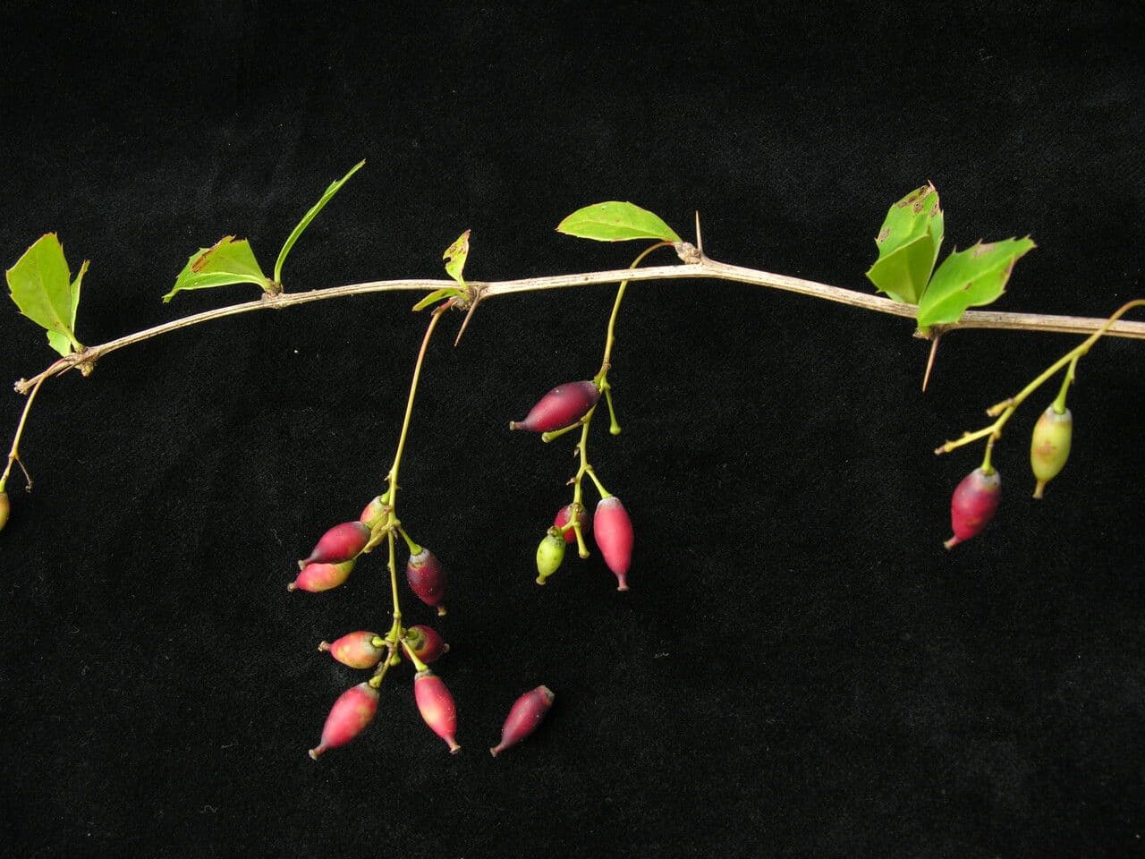 Berberitze 9