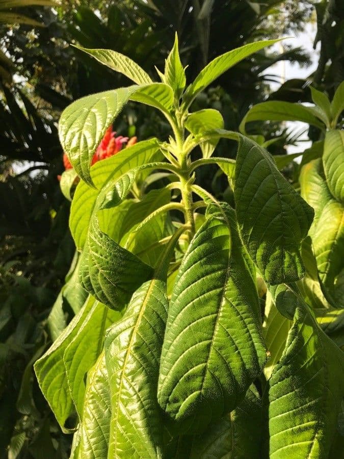 Aphelandra 15