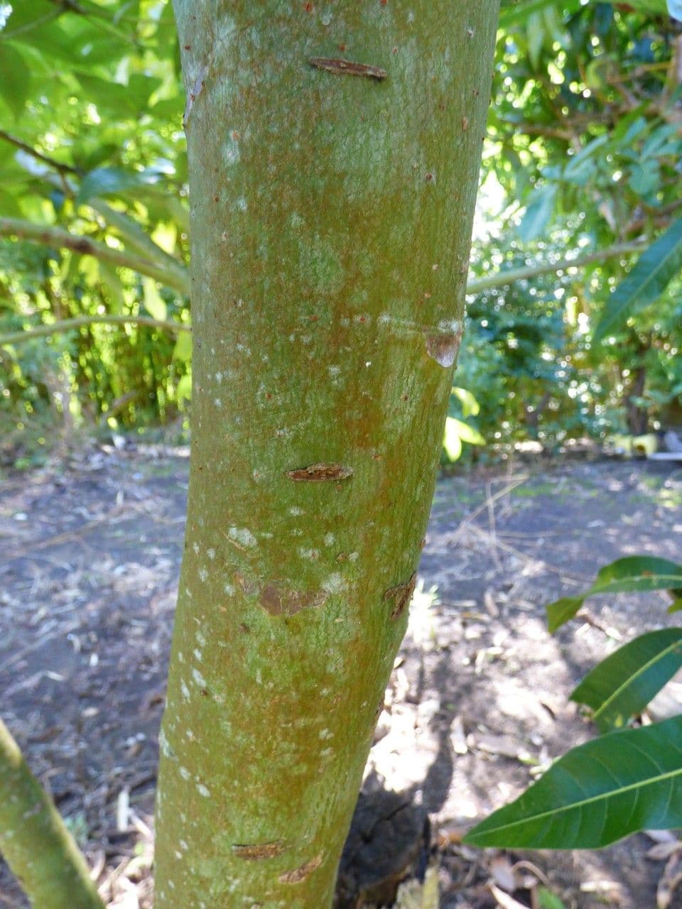 Pachira glabra 25