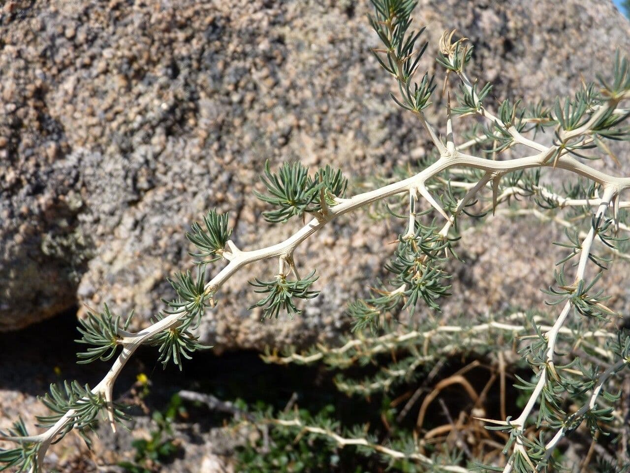 White asparagus 25