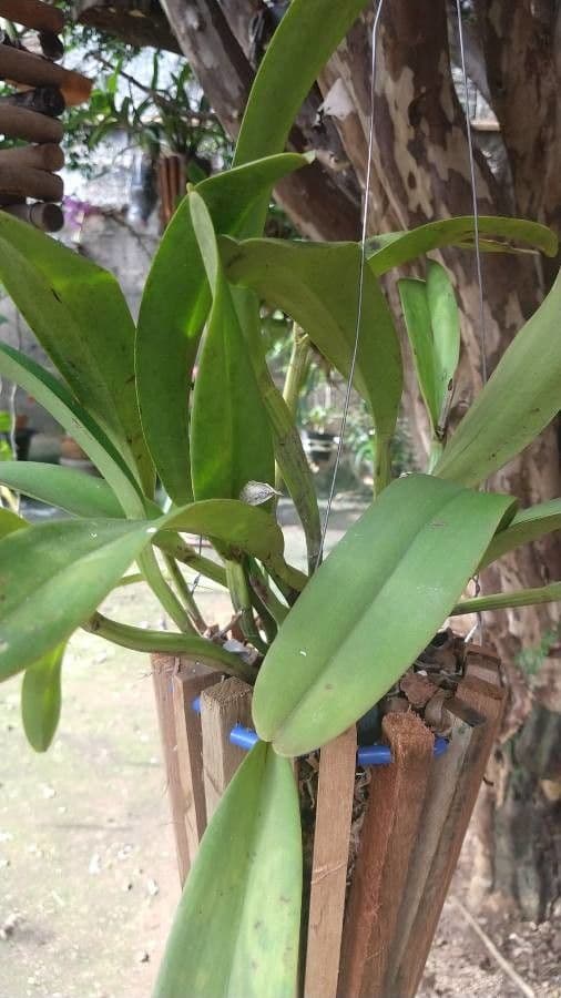 Cattleya