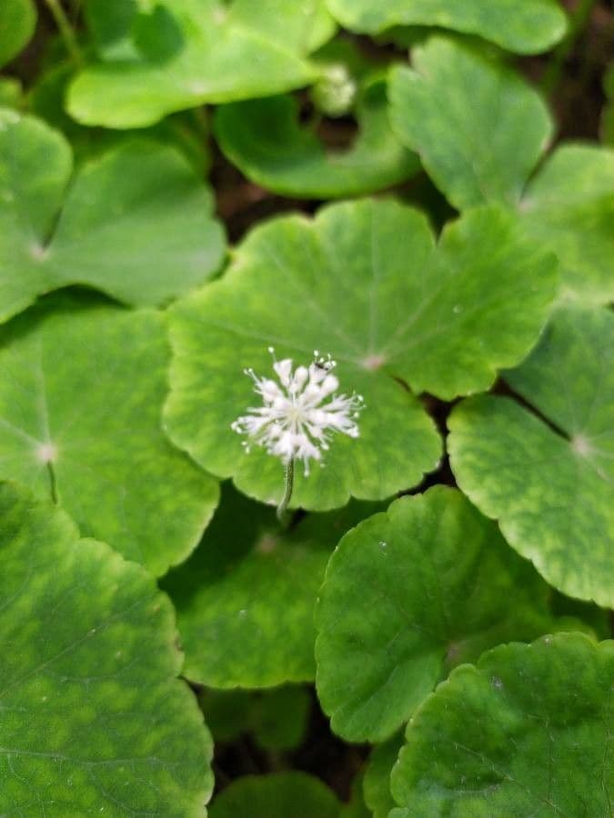 Hierba de San Guillermo 5