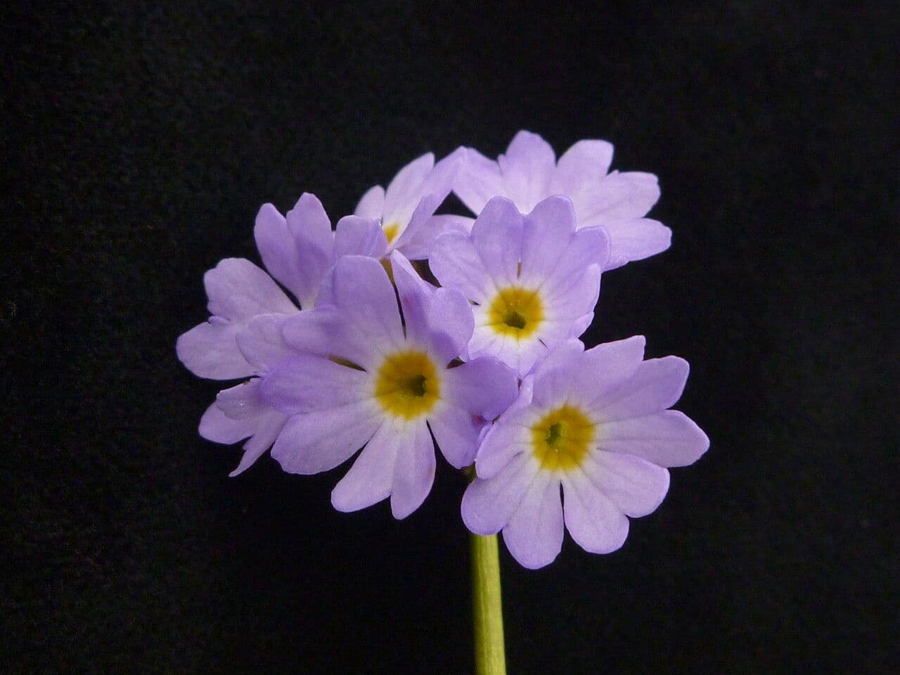 Primula ellittica 3