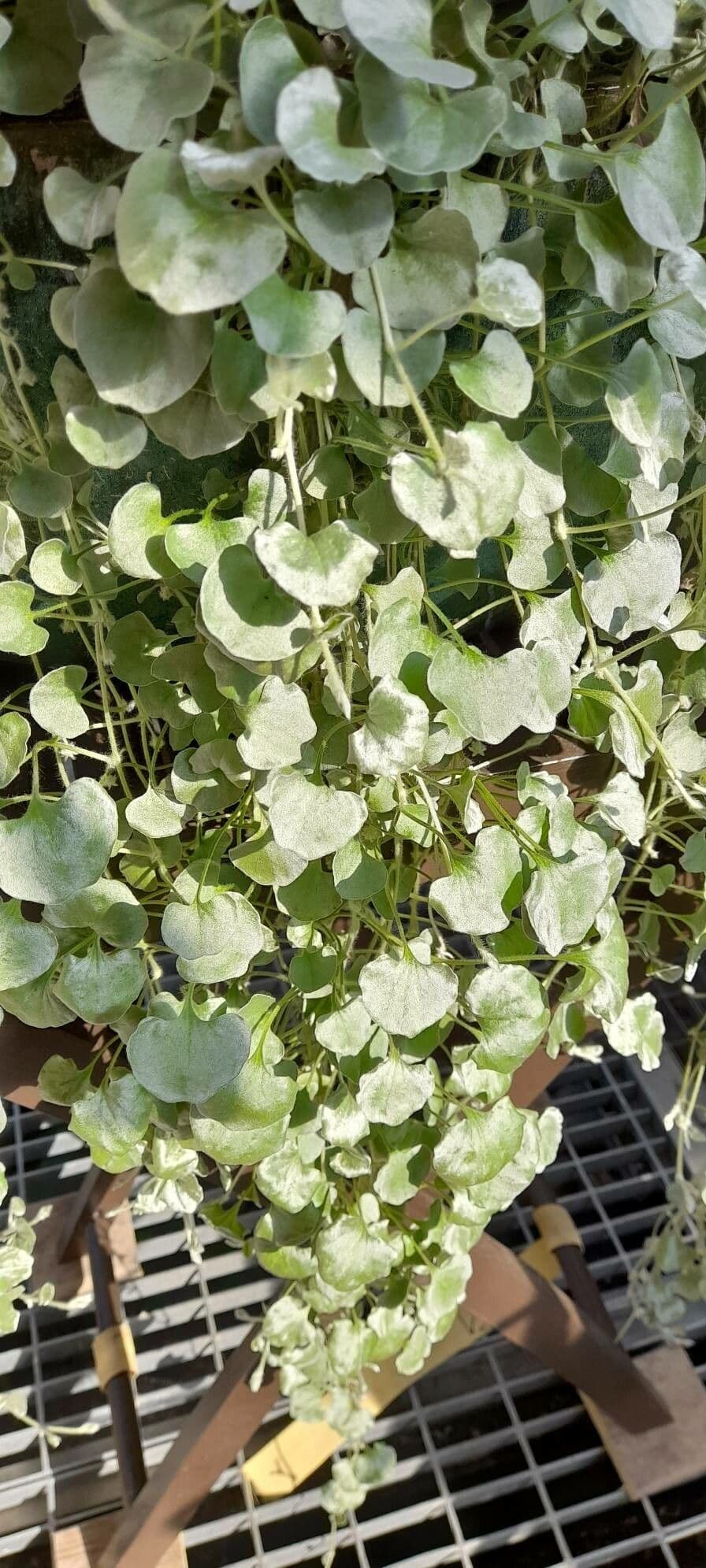 Dichondra 4