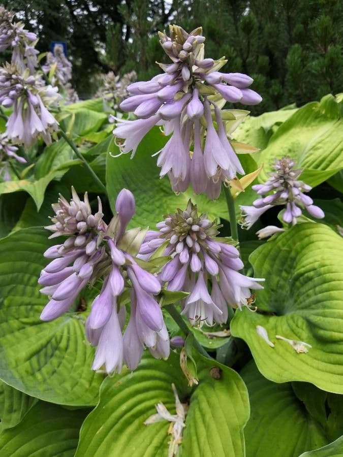 Hosta 7