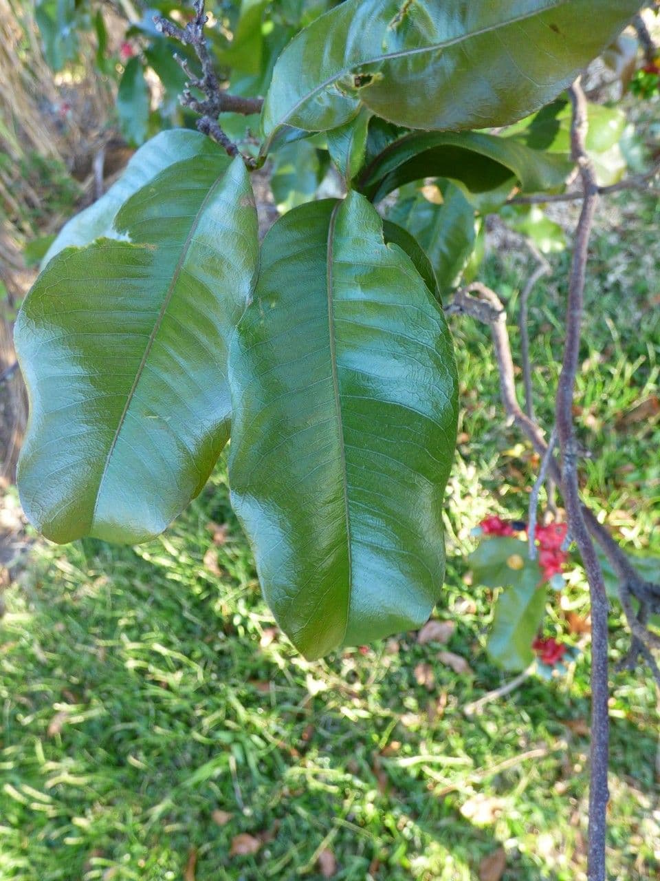 Ochna 10