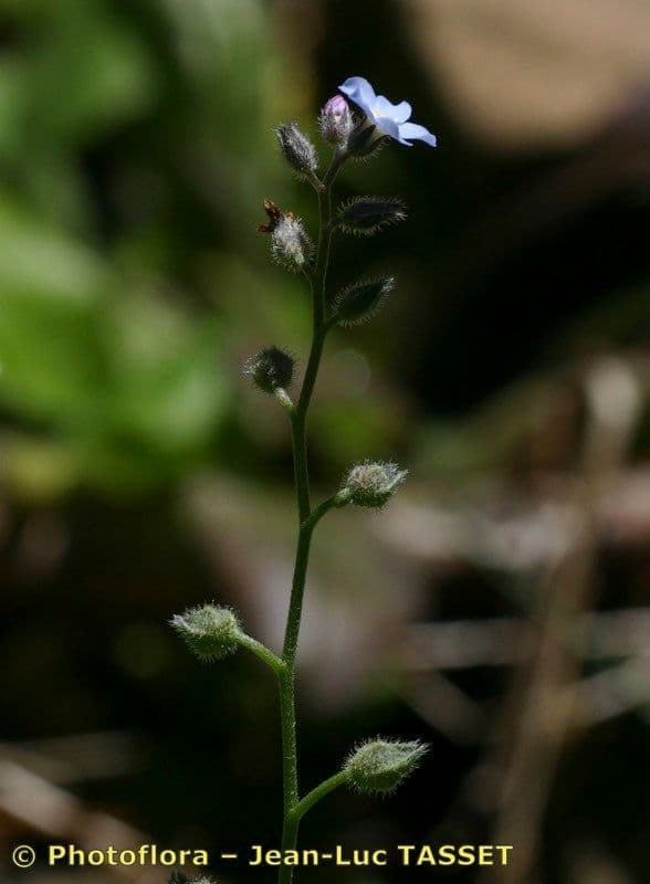 Myosotis décombant