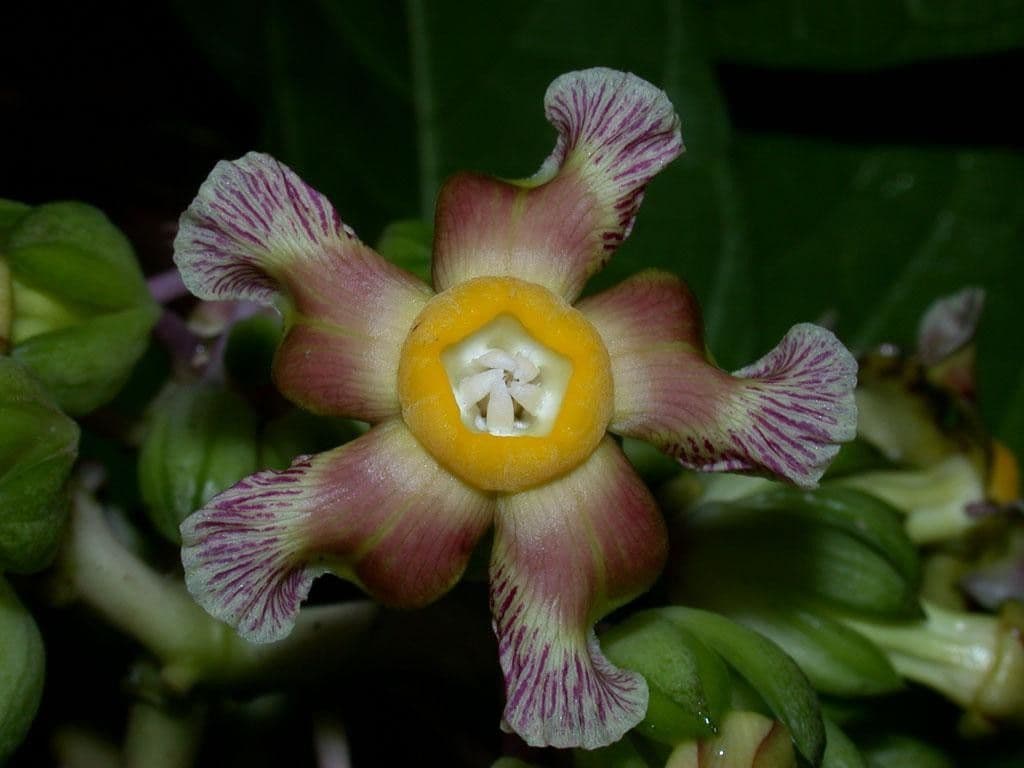 Prestonia portobellensis 8