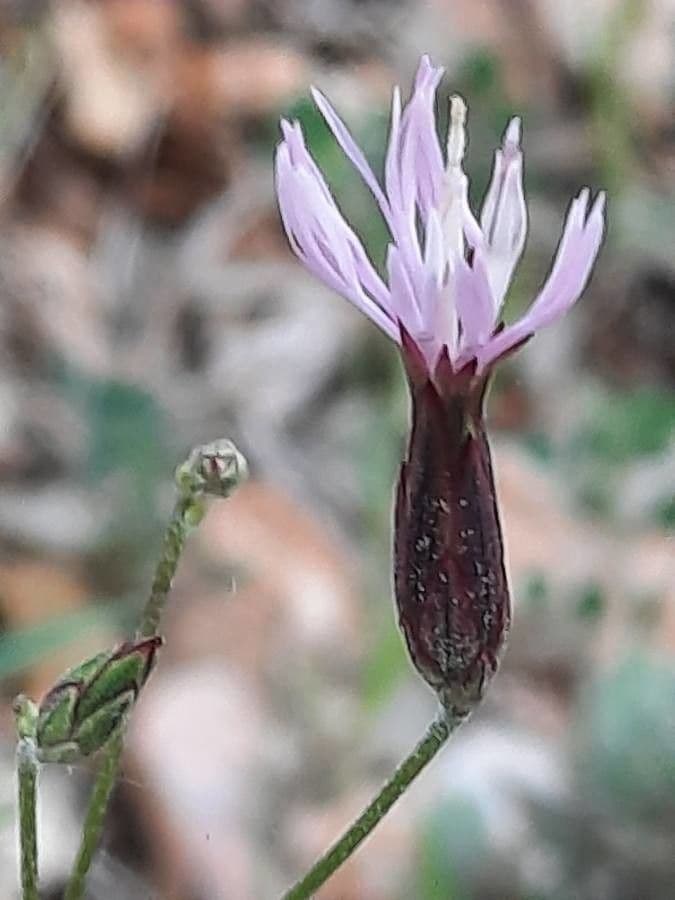 Crupina comune 5