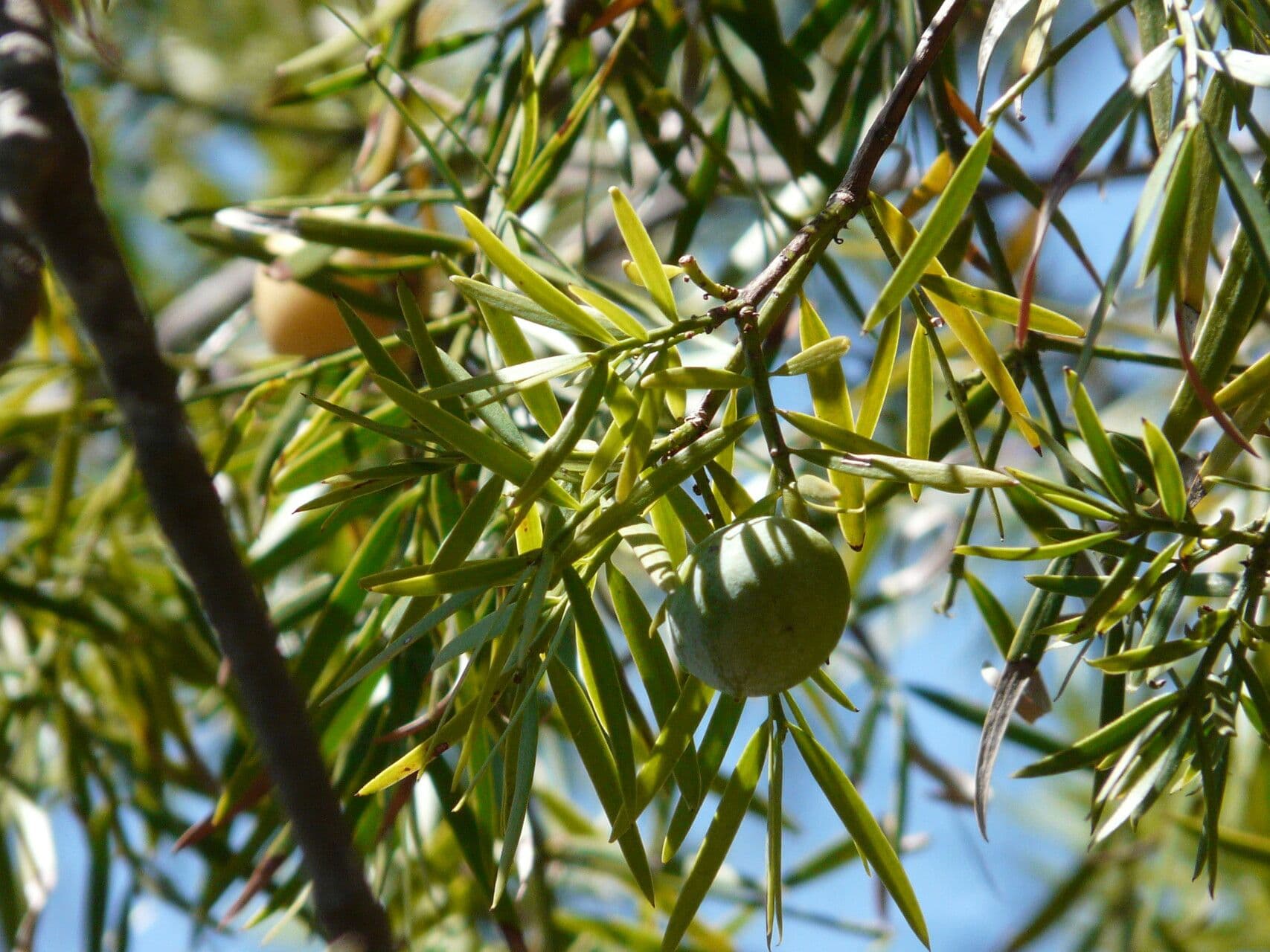 Afrocarpus