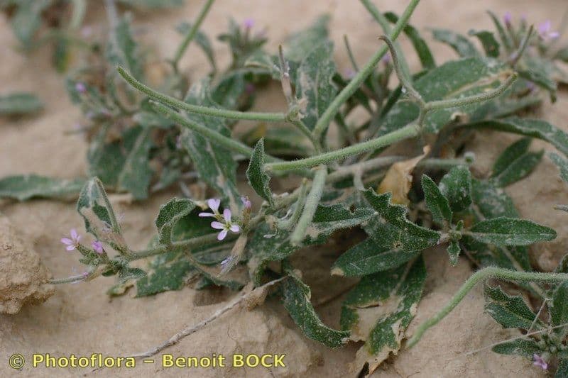Malcolmia africana 9
