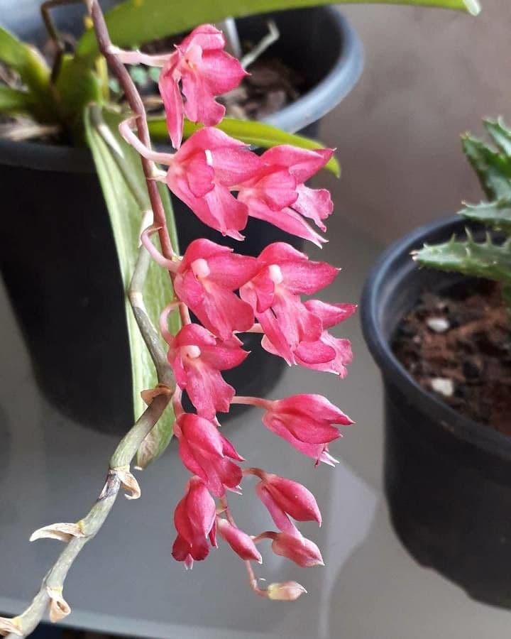 Orchidea corallo 5