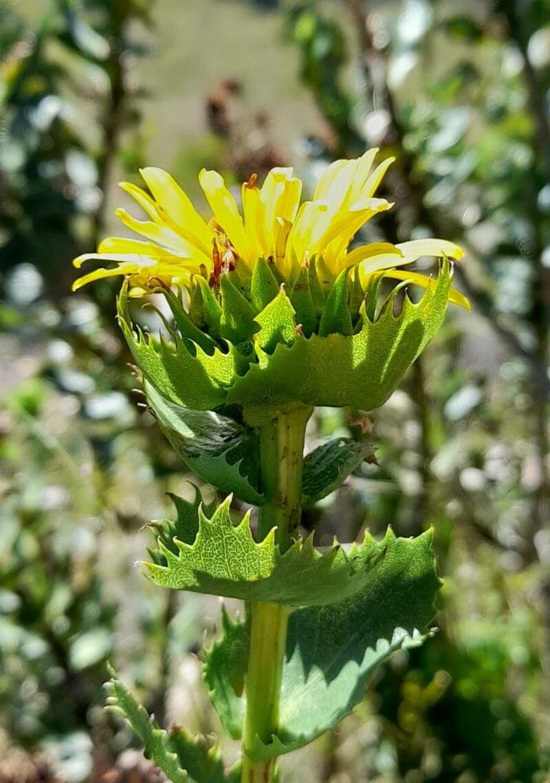 Grindelia 4