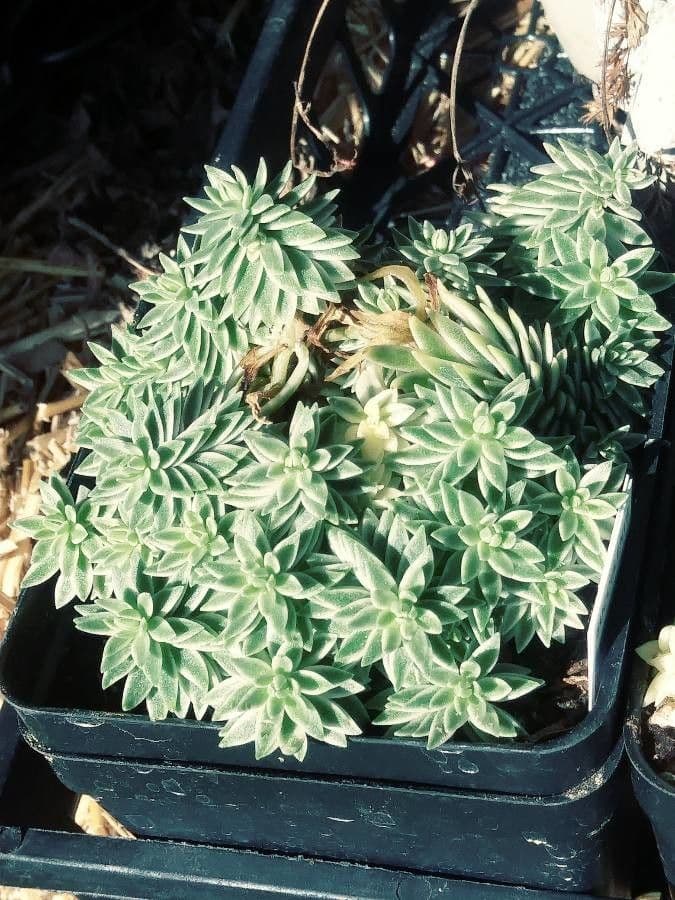 Borracina lineare 4