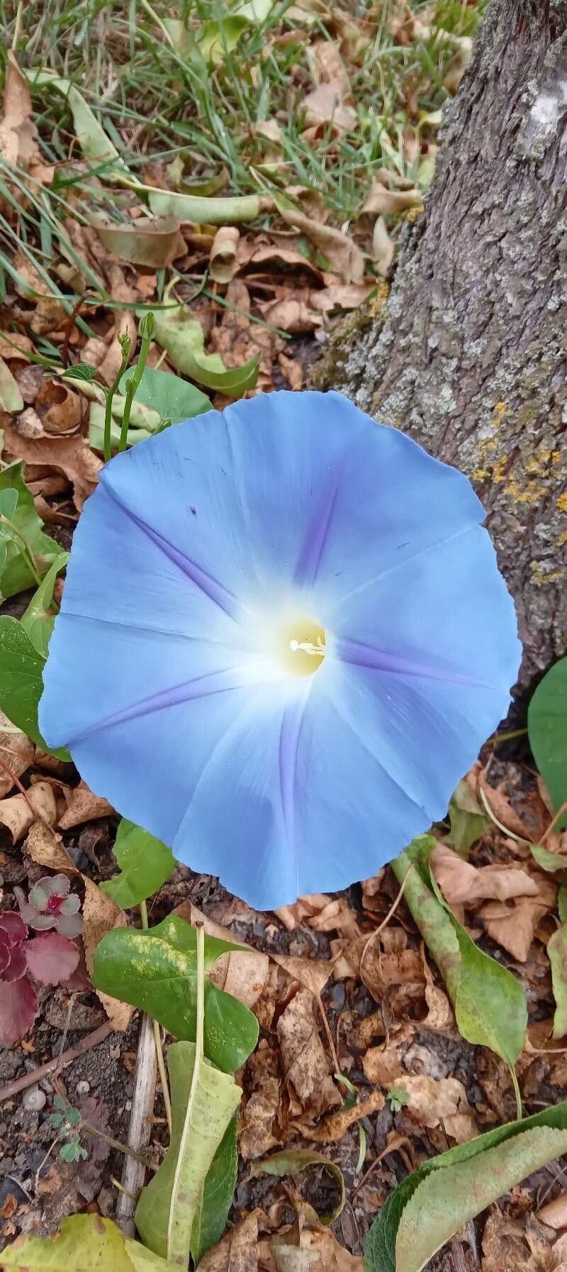 Ipomoea tricolor 4