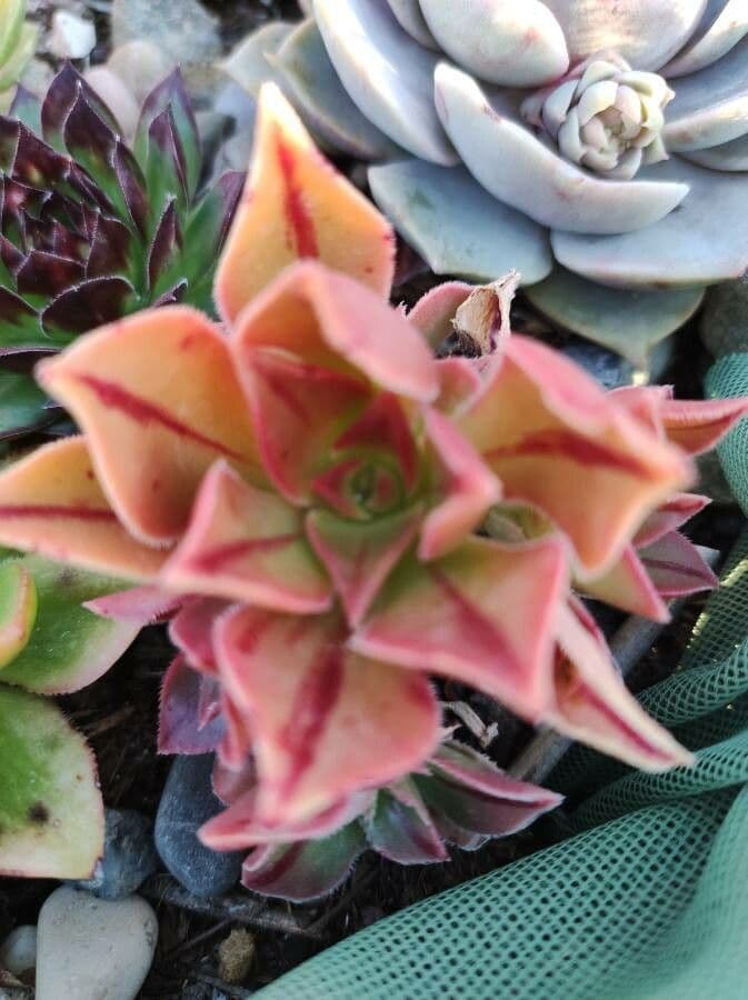 Aeonium 5