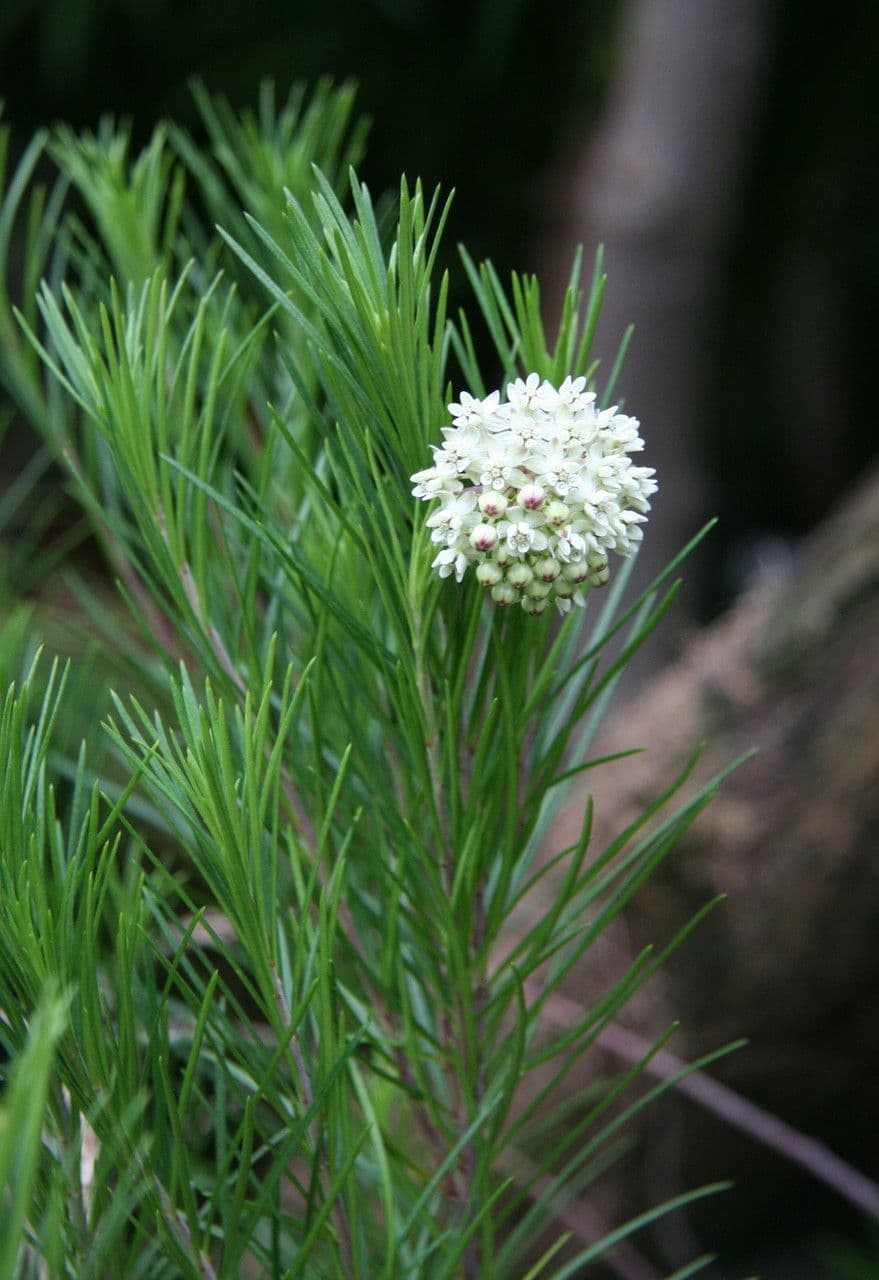 Asclepias linaria 6