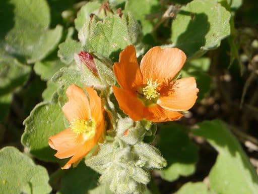 Sphaeralcea Lindheimera