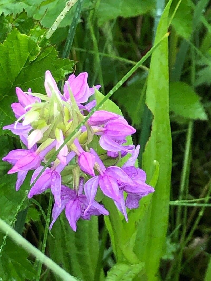 Orchis négligé 6