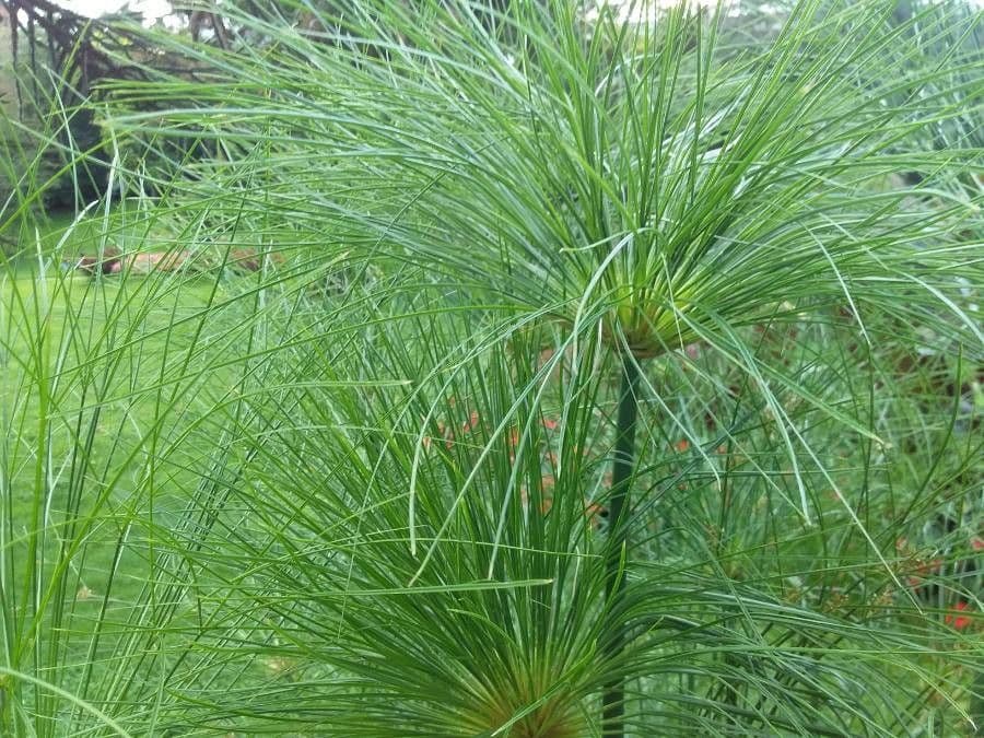 Zigolo gigante 12