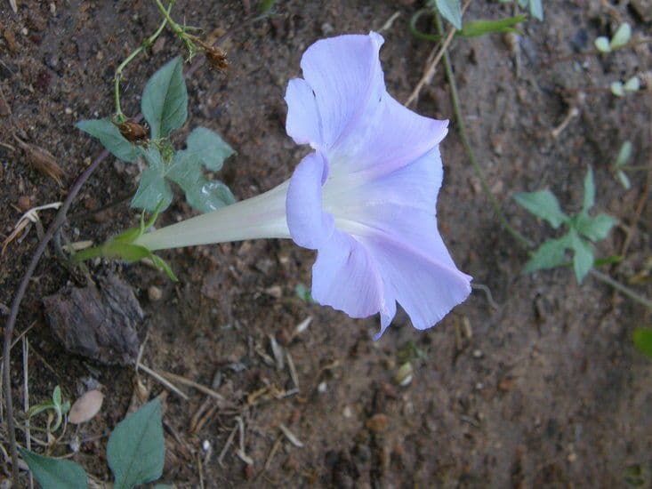 Lindheimers Prunkwinde 4