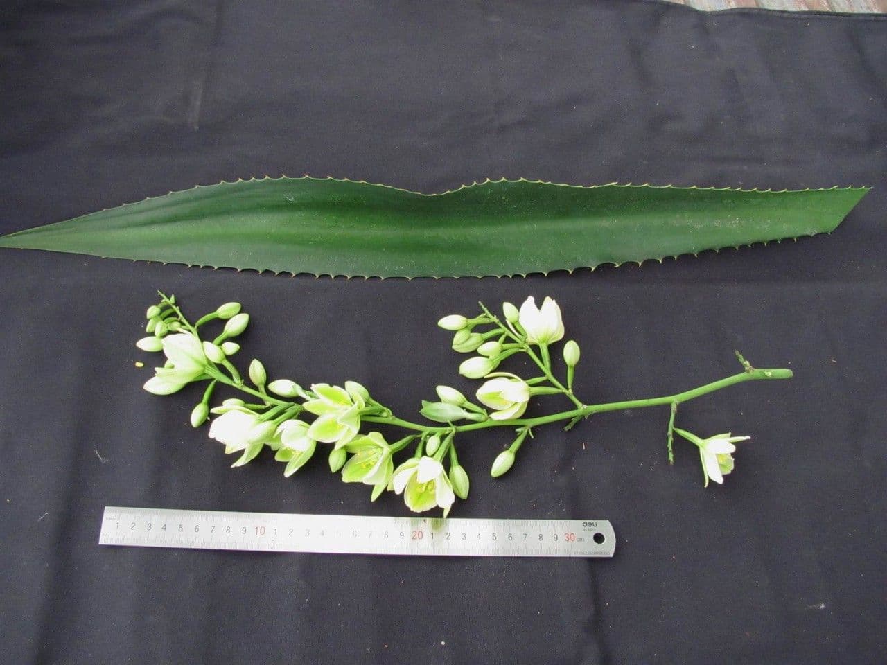 Agave 16