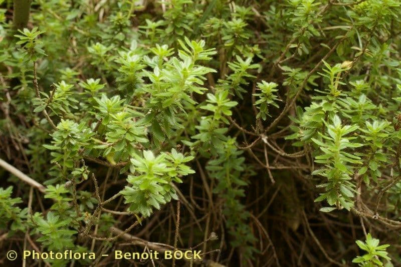 Rhodothamnus 21