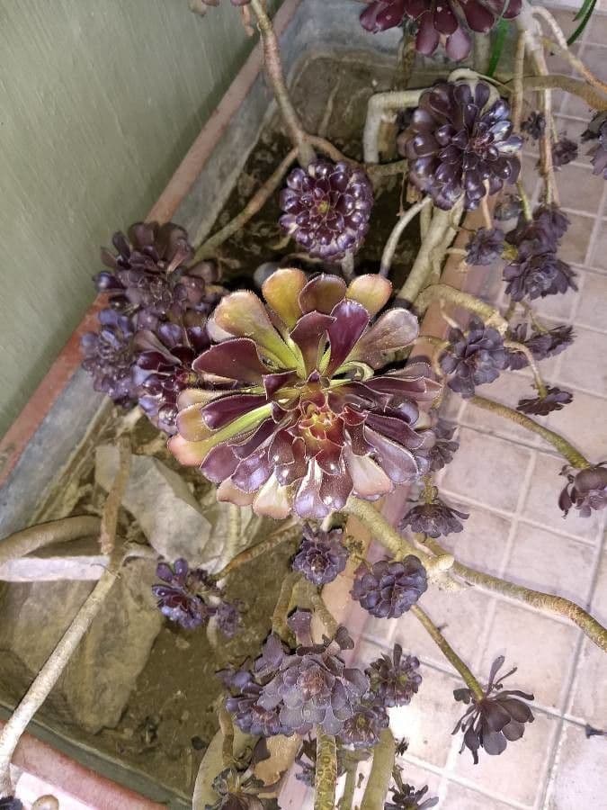 Aeonium