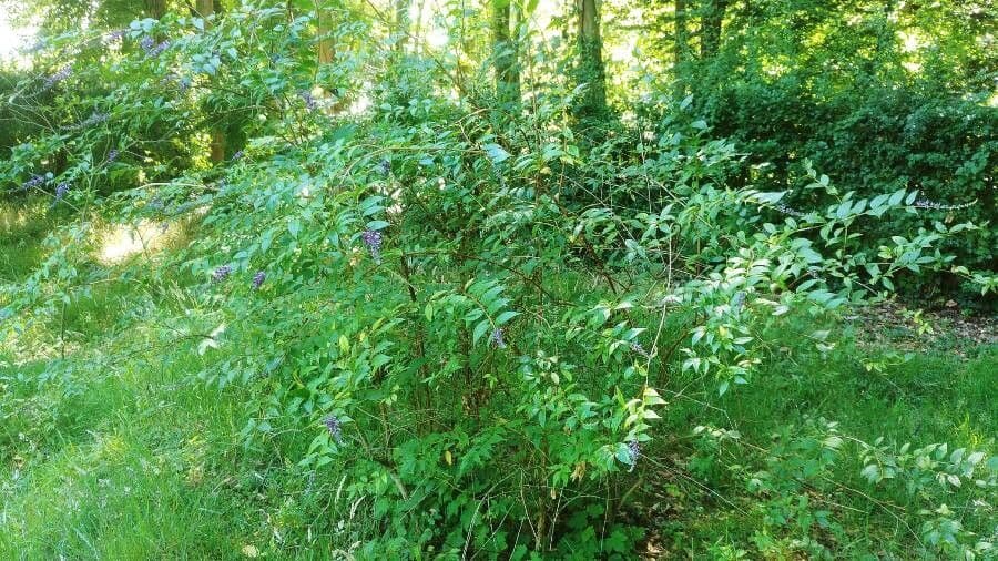 Buddleja di Lindley 6