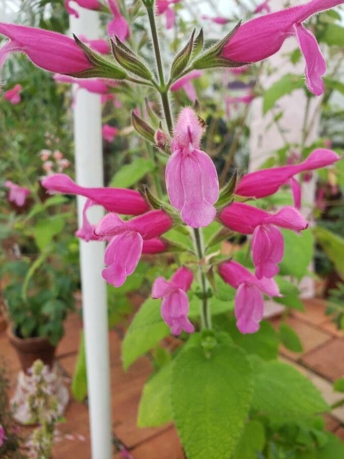 Salbei