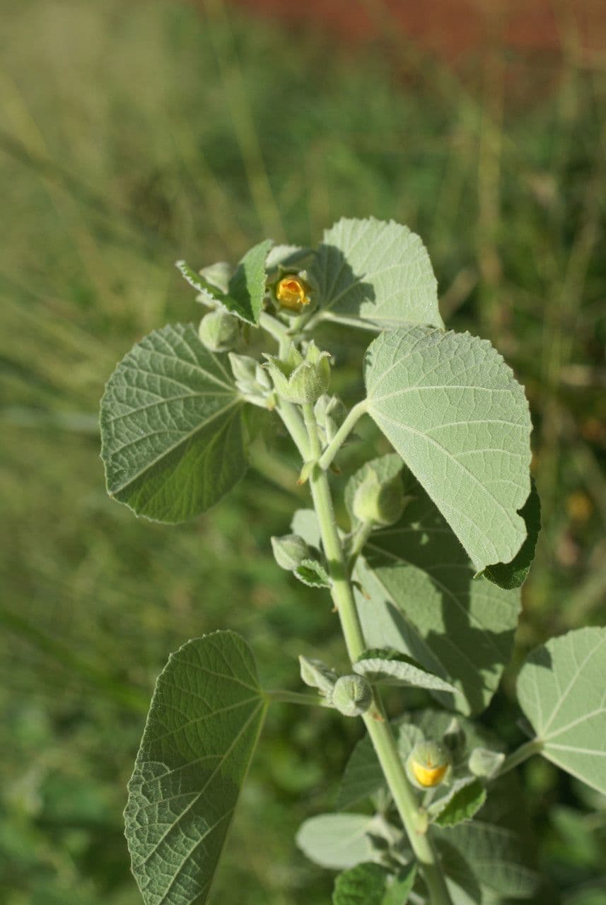 Abutilon 13