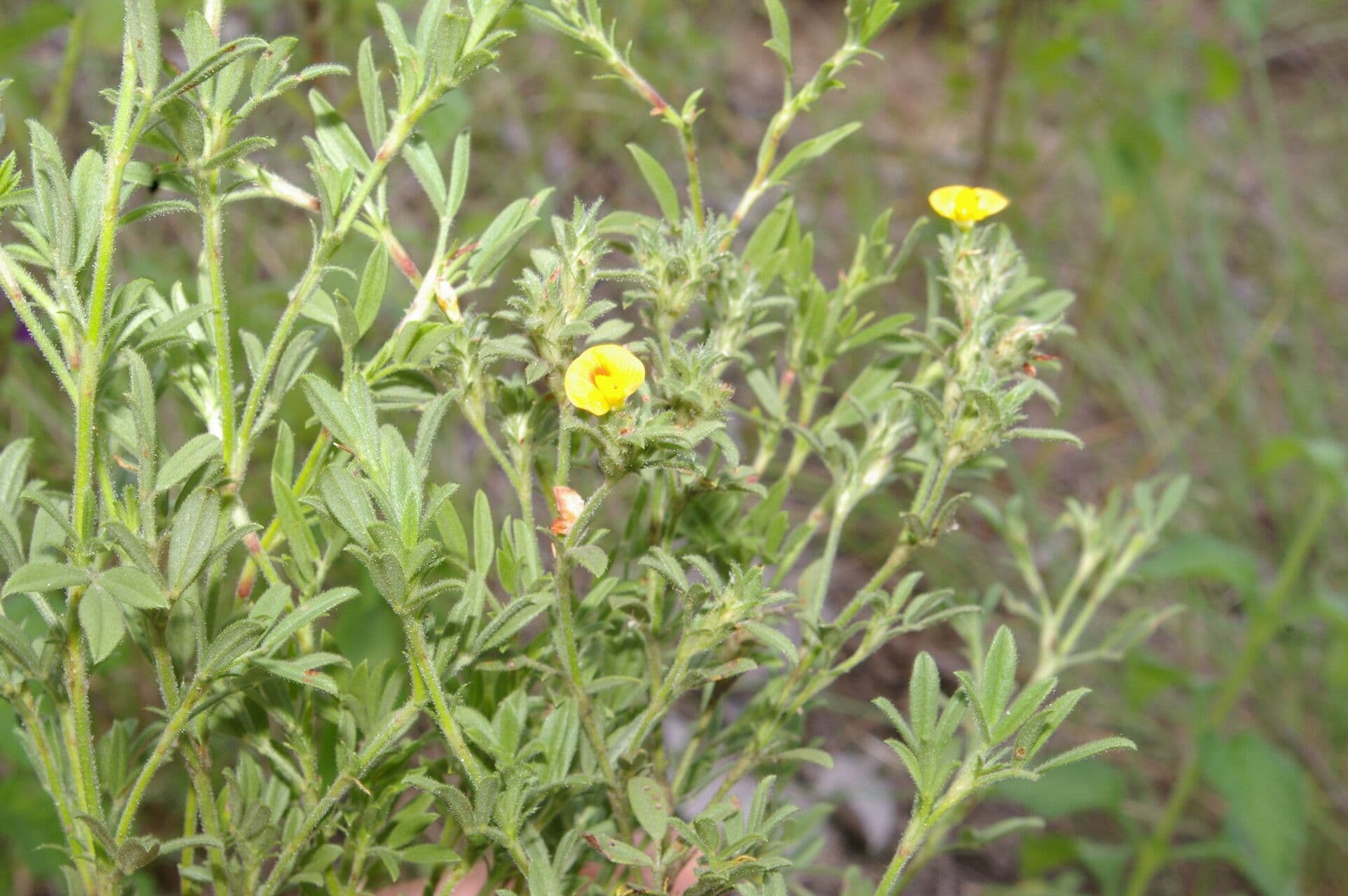 Stylosanthes 8