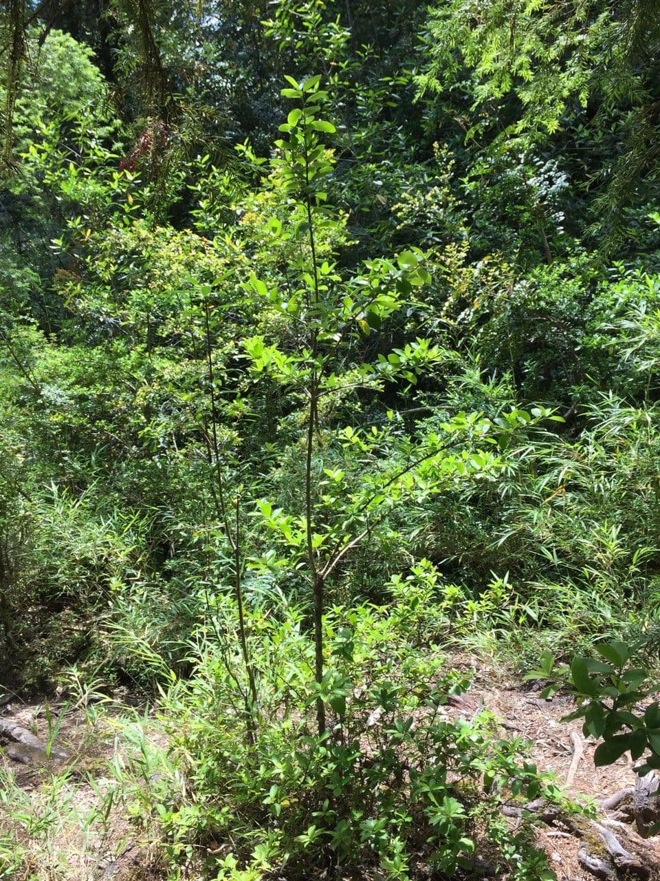 Archidasyphyllum 5