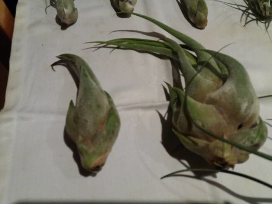 Tillandsia pancia 14