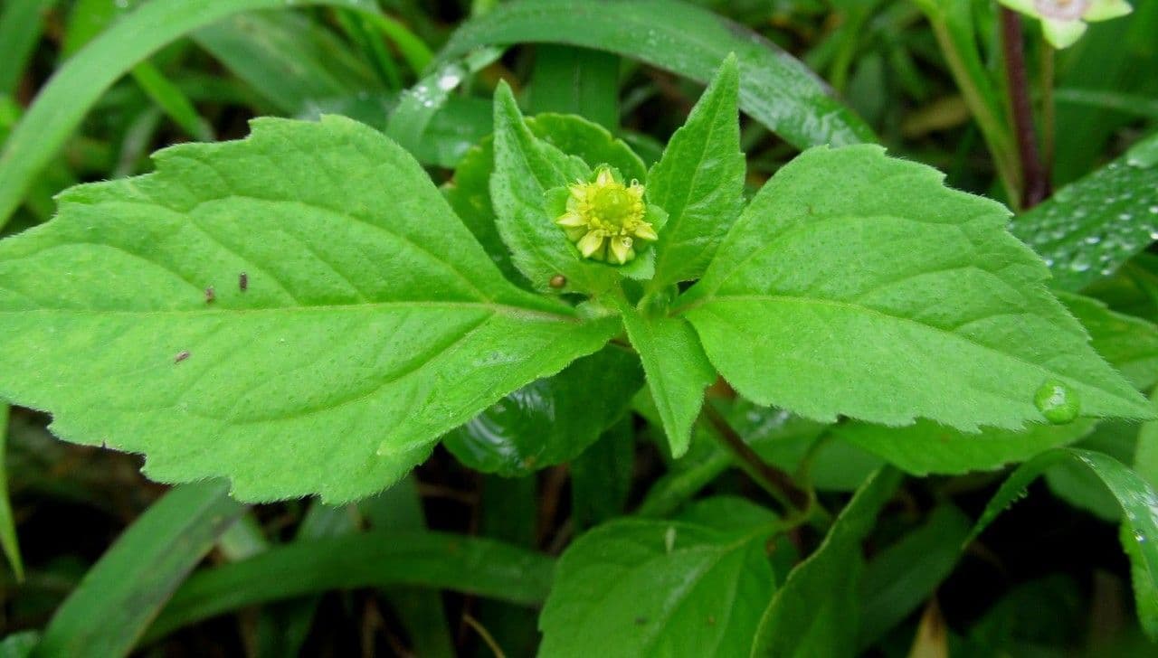 Melampodium 7