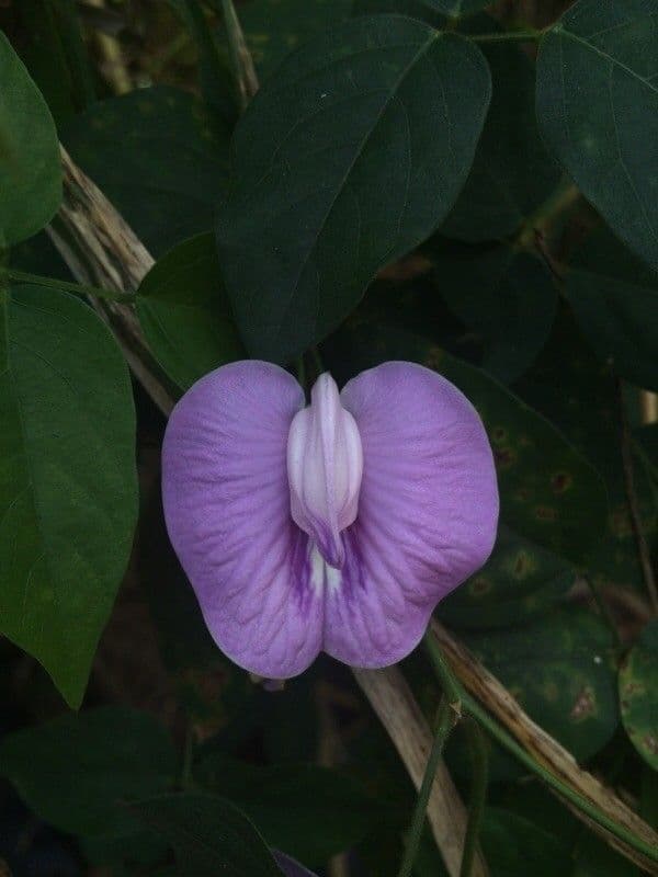 Centrosema pubescente 9