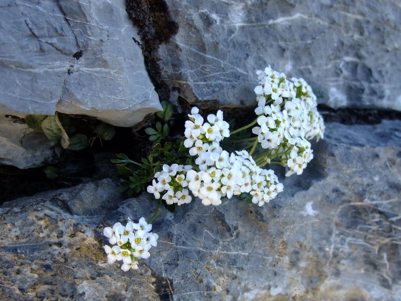 Iberidella alpina 13
