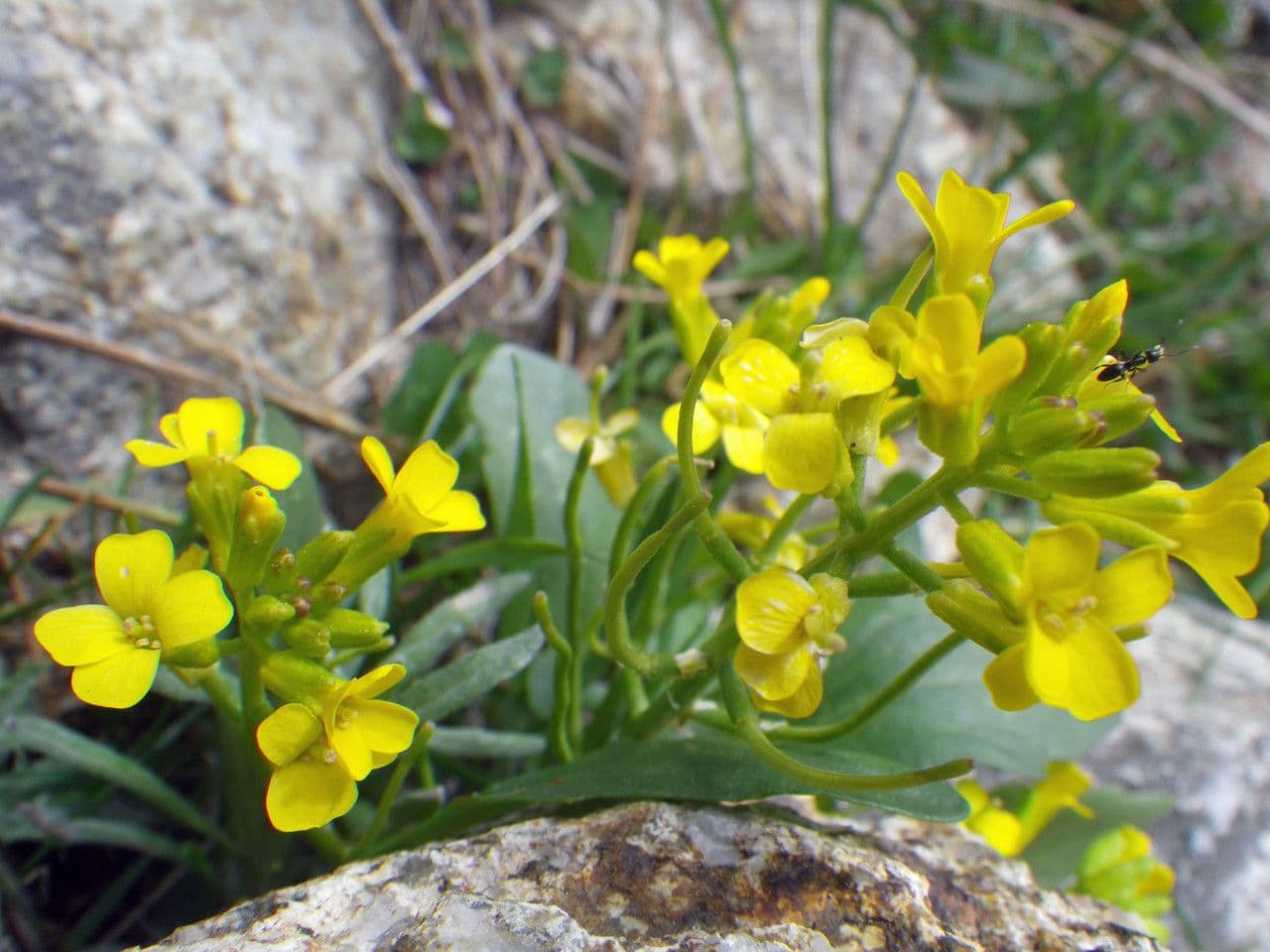 Barbareakresse 7