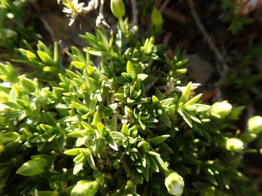 Minuartia 13