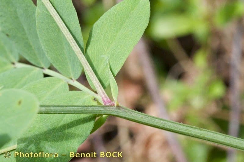 Cicerchia nera 23