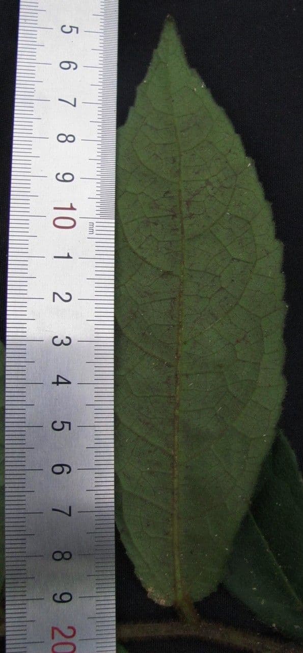 Pavonia 5
