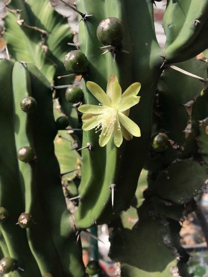 Myrtillocactus geometrizans 2