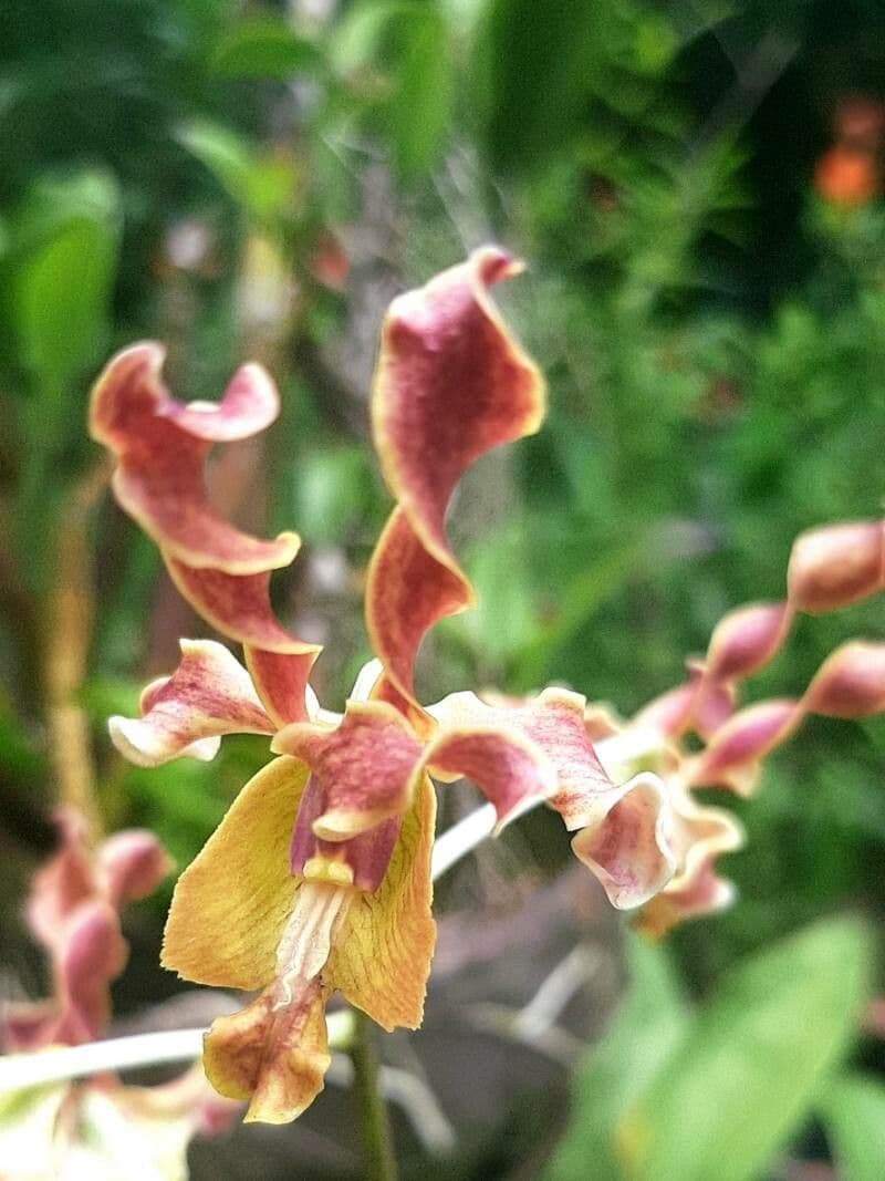 Dendrobium 4