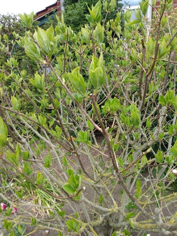Coptosperma graveolens 19