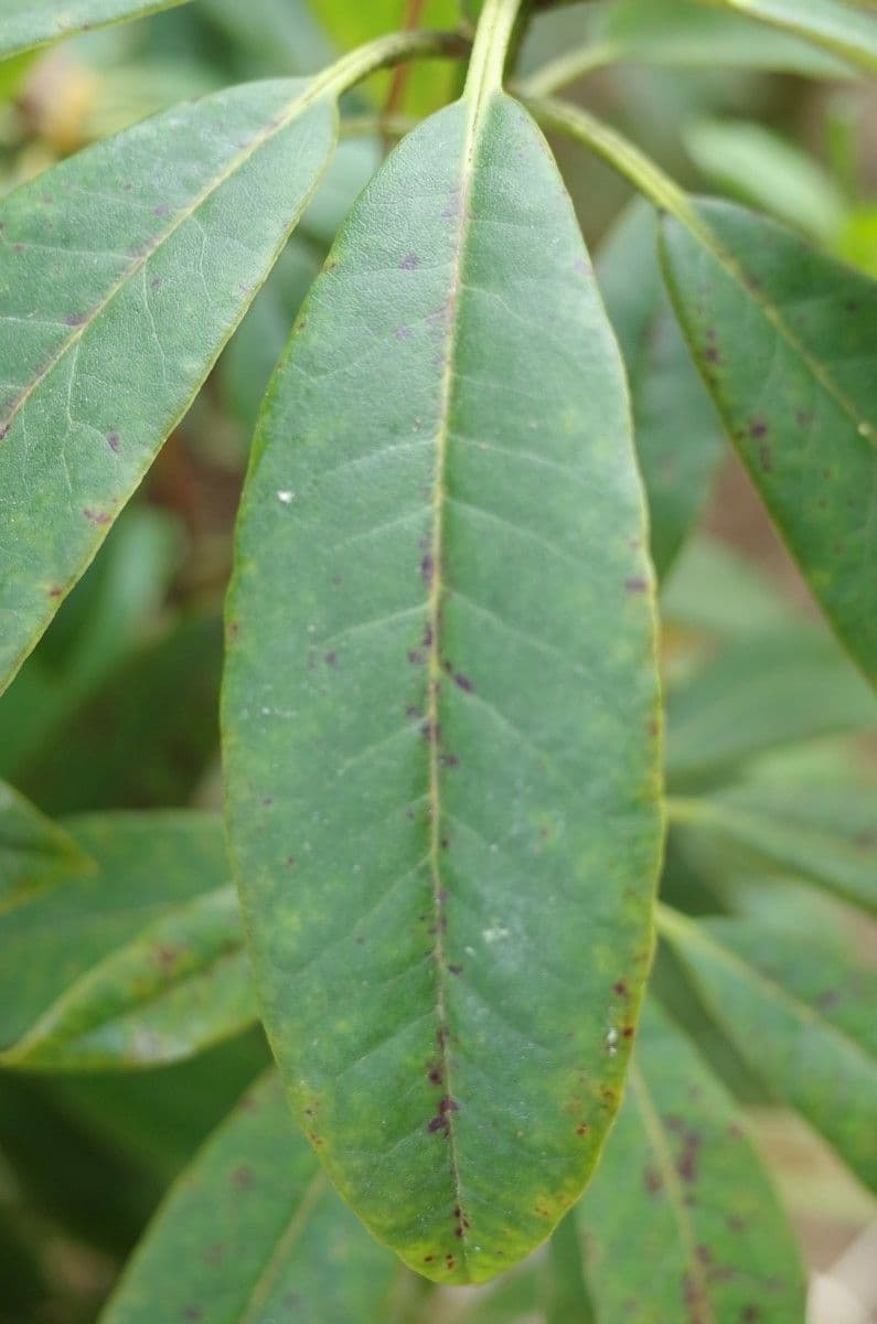 Różanecznik irroratum 10