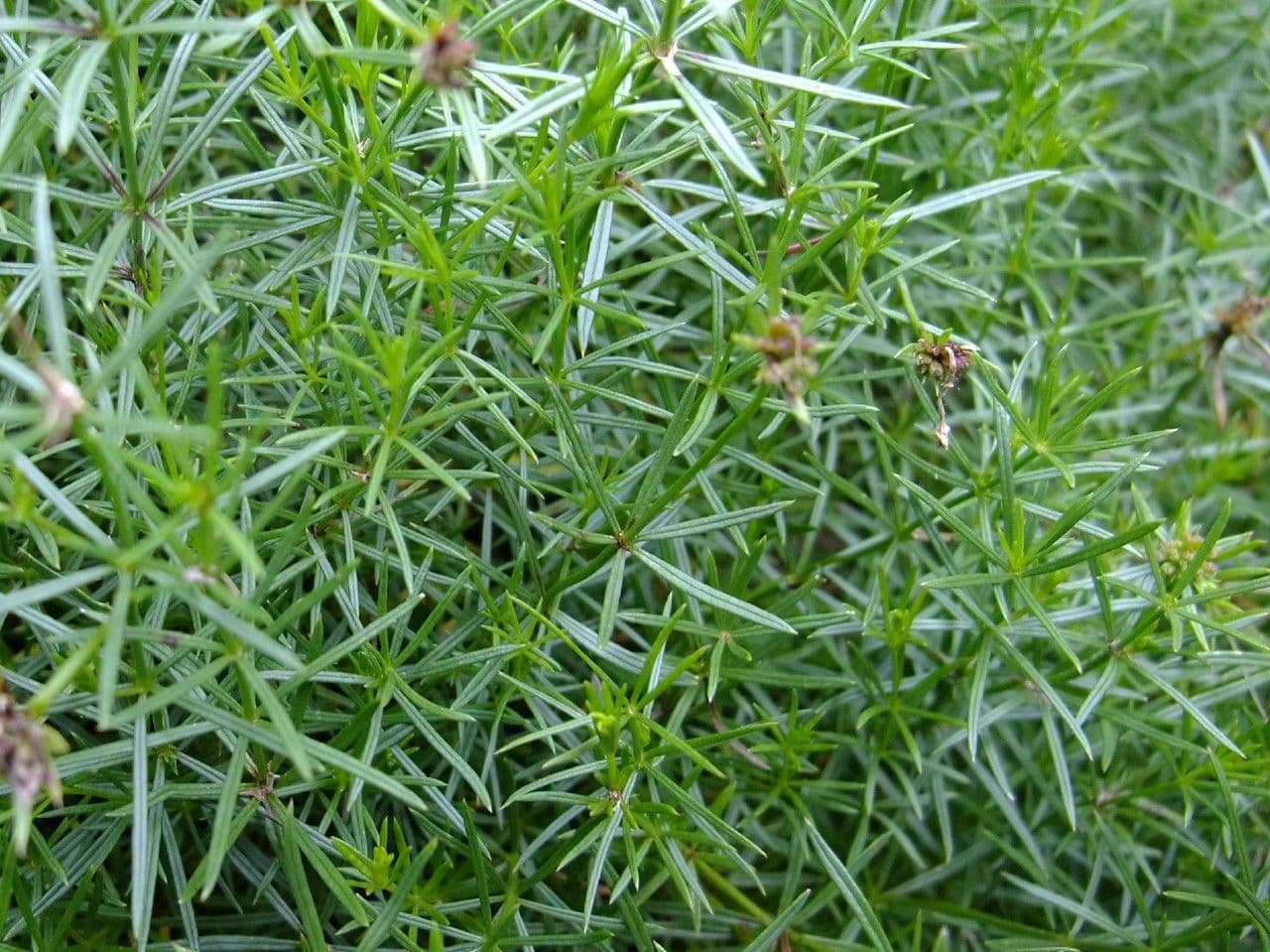 Asperula 2