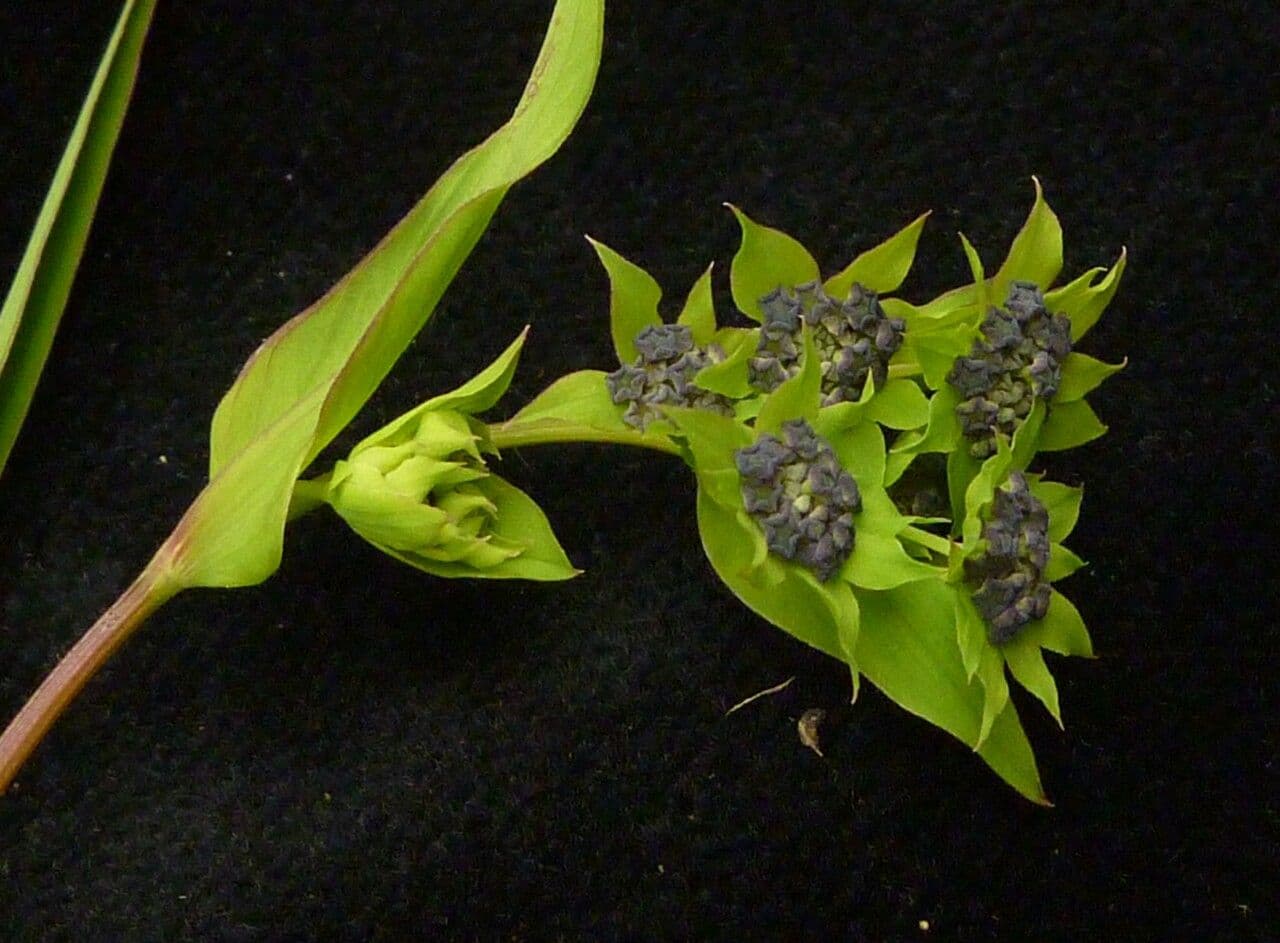 Bupleuro gracile