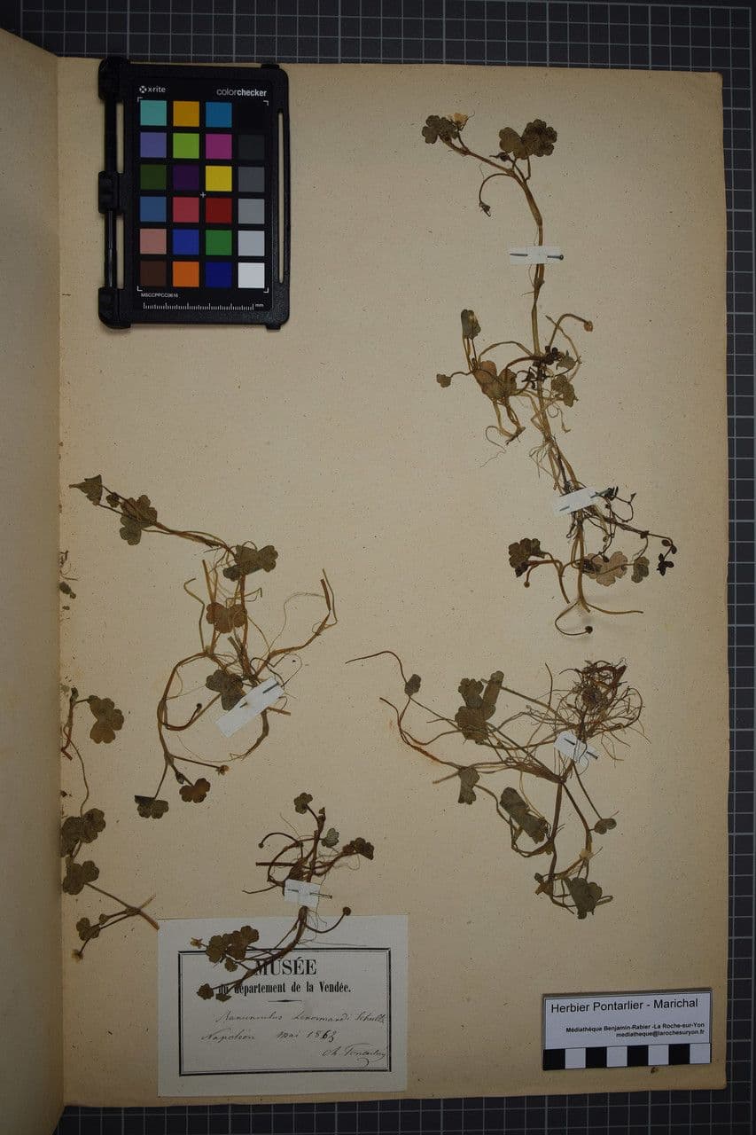 Ranunculus omiophyllus 22