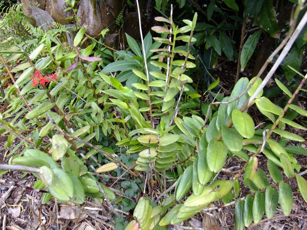 Epidendrum ibaguense 12