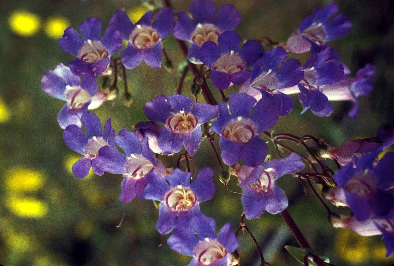 Linaria-like Penstemon 5